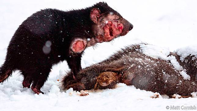 Resilience – A Fight for Survival by Matt Cornish ／ AGNPOTY