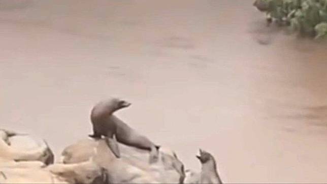 紐約中央公園動物園一隻母海獅，9月29日被拍到趁著淹水溜出圍欄。翻攝X平台@NYPDCentralPark