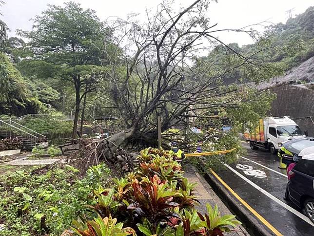 基隆市安樂區自強隧道一棵大榕樹6日疑因間歇性大雨，突然倒塌在人行道和車道上，安樂區公所已請廠商切除清理完成，恢復正常通行。 （安樂區公所提供） 中央社記者沈如峰基隆傳真 111年10月6日  
