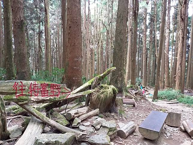 ▲特富野古道沿途林木茂密、古木參天。 (圖/星期五體育課粉絲團) 