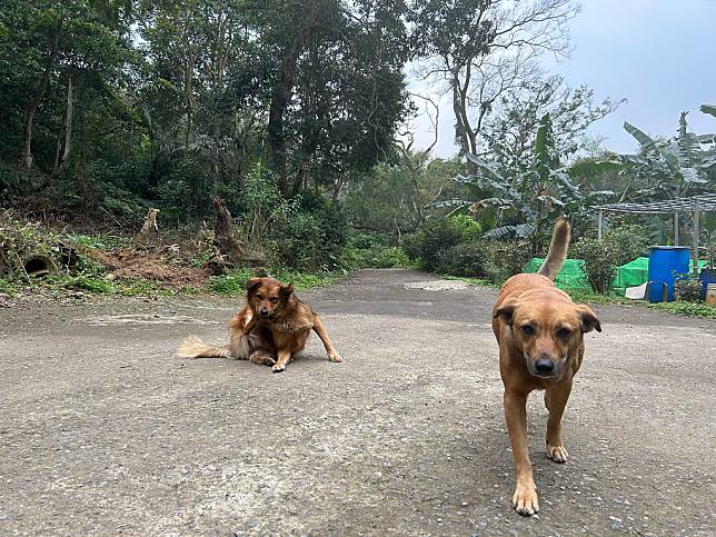 郊山上放養遊蕩犬常會攔路。資料圖片。攝影︰袁慧妍