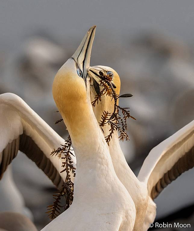 Gannet Dance by Robin Moon ／ AGNPOTY
