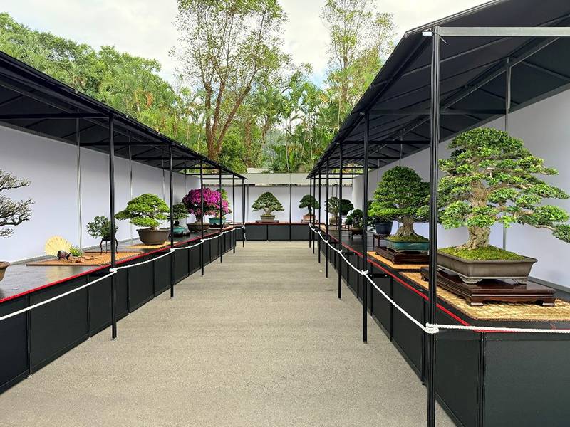 李朝 四方盆 木製 角盆 酒盆 茶盆 古民藝 朝鮮古美術 民藝 花台 展示台 百年松柏現身！「臺北漢風盆景展」打造自然與人文靜謐盛宴| 台灣旅行趣