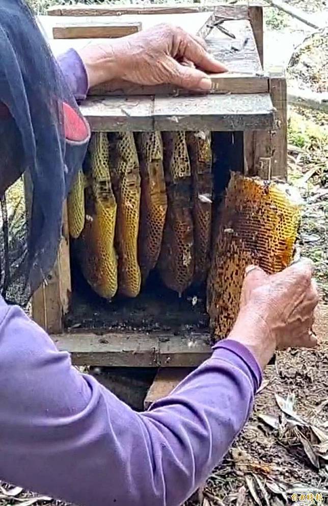 南投縣鹿谷鄉大崙尾山野蜂在農友打造供其避冬的木箱築巢產出滿箱花蜜，令農友又驚又喜。(記者謝介裕攝)