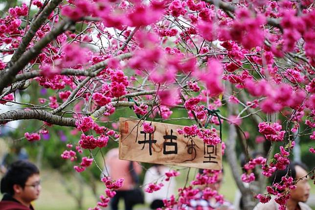 「花」現暨大  一起來暨南大學追櫻花