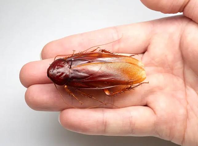 ▲日本蟑螂研究員最近發現一種新的蟑螂品種，深入研究發現是台灣特有種的「台灣大蠊」。（圖/）