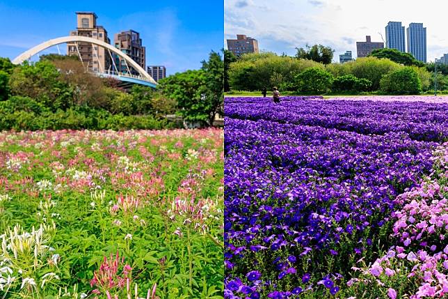 古亭河濱公園花海美翻，搭捷運就能到。（取自工務局水利工程處官網）