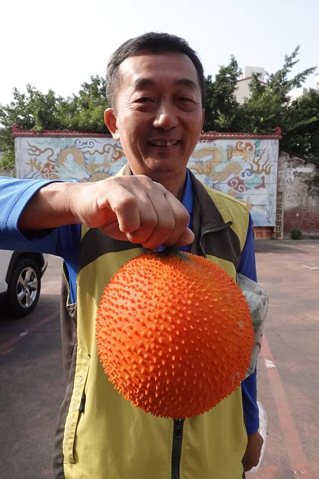 木鱉果引進台灣未流行，目前一顆仍要二至三百元。 （記者陳俊文攝）