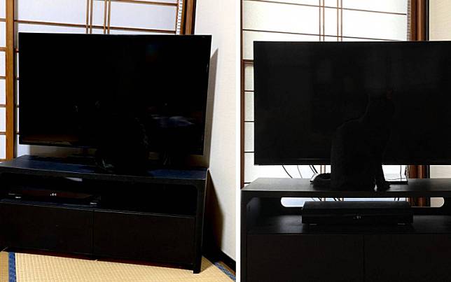 超完美隱身術！「融入」電視、電腦螢幕的黑貓