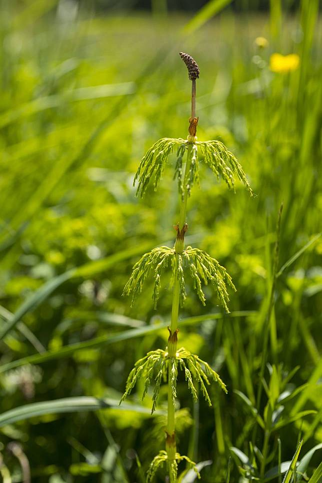 問荊是木賊科中小型蕨類植物，被認為是尋找地底金礦的指示植物。圖／取自東方IC