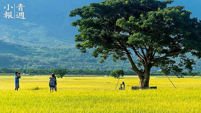 池上鄉著名的觀光地標——金城武樹。（圖／Shutterstock）