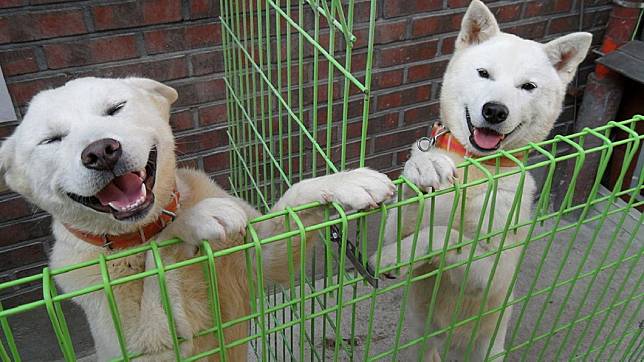 北韓國寶豐山犬數量稀少，在當地屬於保護類動物。(圖／翻攝自維基百科)