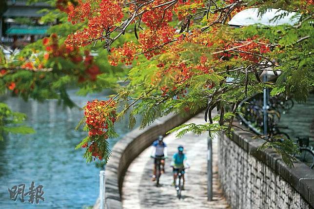 燦爛火紅——在大埔廣福橋，一棵鳳凰木開得艷麗，映襯一旁的林村河，甚是美麗。（朱安妮攝）