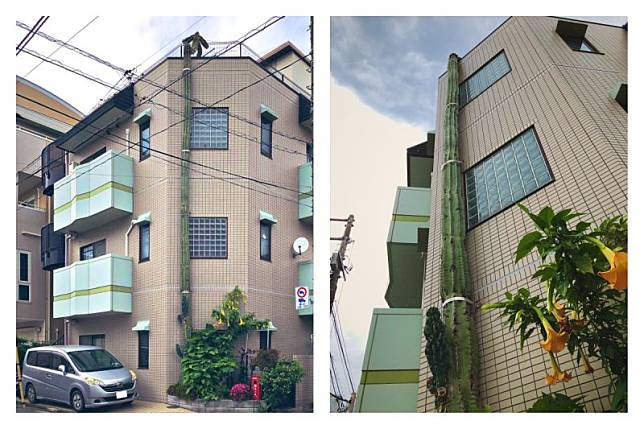▲日本網友拍下這株神奇的仙人掌，從路邊沿著公寓一路長到 3 樓屋頂。（圖／翻攝自@Passion0的推特）