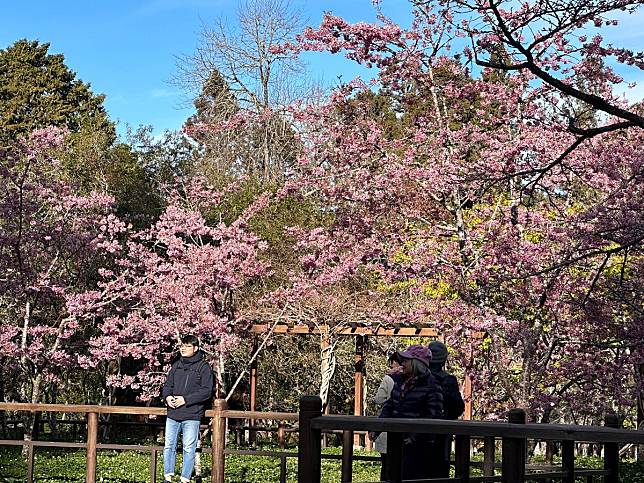 阿里山花季璀璨登場，森林遊樂區內多達31種櫻花正陸續盛開。（圖：龐清廉攝）