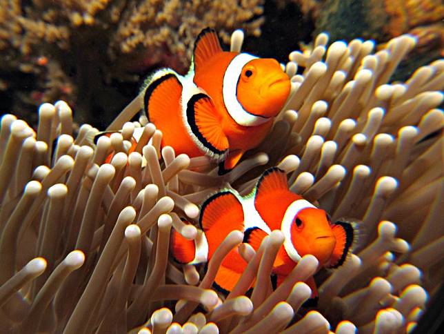 Clownfish-1024x770 (1)