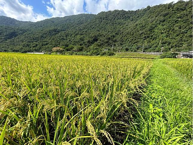 有機耕種的水稻田，田埂上多樣的植被，提供了多樣生物棲息地。（圖片來源／科技大觀園授權轉載，下同）