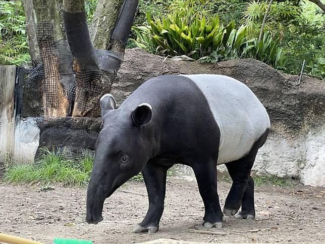 日本馬來貘「Hideo英雄」抵台死亡，台北市立動物園將解剖查死因。日本東山動物園提供