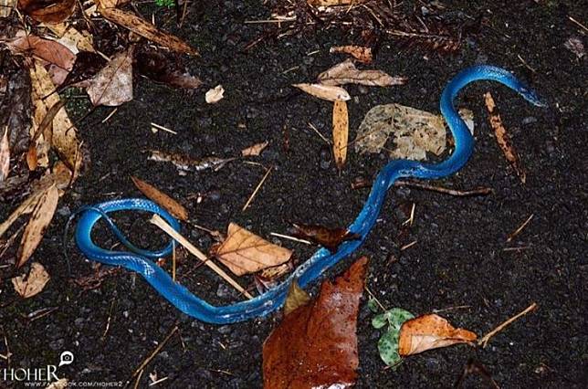 民眾在南投發現1條青蛇死去後，變成美麗的鮮藍色。(何俊霖提供)