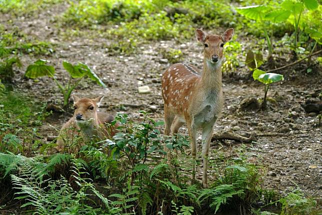 梅花鹿曾經一度再台灣野外絕跡。（台北市立動物園提供）