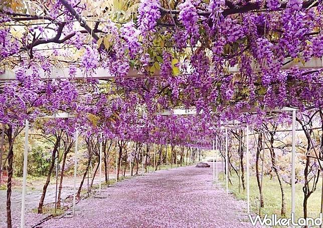 淡水紫藤咖啡園 / WalkerLand窩客島整理提供 未經許可不可轉載