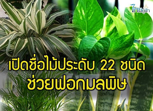 22ไม้ประดับ-เพจไทยคู่ฟ้า-728x528