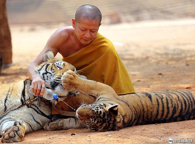 2015年2月，一名僧侶在泰國北碧府賽育縣的帕朗塔布寺內喂老虎喝水，這座寺廟以養育大量老虎聞名，又被稱為「老虎寺」。 美聯社/達志影像