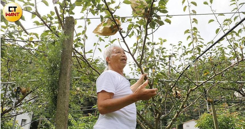 品種權角力1／月產值破億引盜栽　「寶島甘露梨」創始人捍衛育種