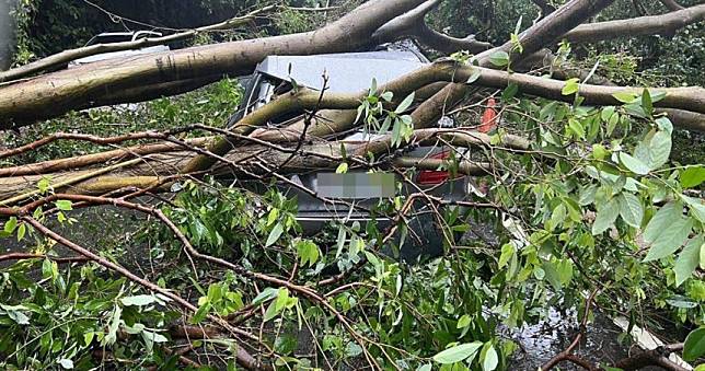 雨彈狂襲基隆市　路樹倒塌賓士車慘遭砸