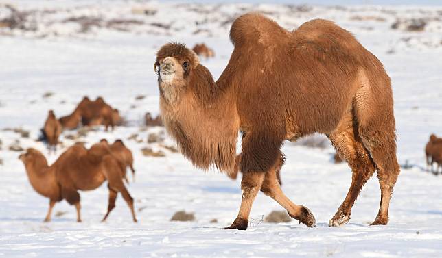 Camels forage on a snow-covered prairie at a camel-themed eco-tourism park in Jeminay County, northwest China's Xinjiang Uygur Autonomous Region, Dec. 30, 2019. (Xinhua/Sadat)