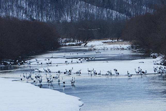 photo credit to Good Day 北海道