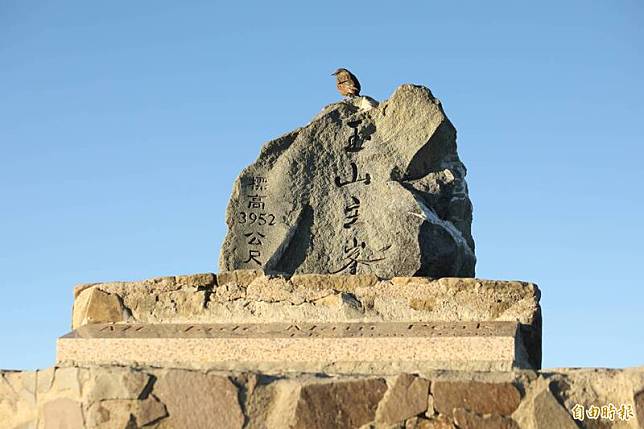一隻岩鷚站上玉山主峰3952公尺的石碑上，成了名副其實「台灣最高海拔野鳥」。(記者蔡文居攝)