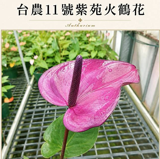 少見的紫色系火鶴花紫苑，帶有夢幻的薰衣草紫。（照片提供／莊耿彰；製圖／上下游）