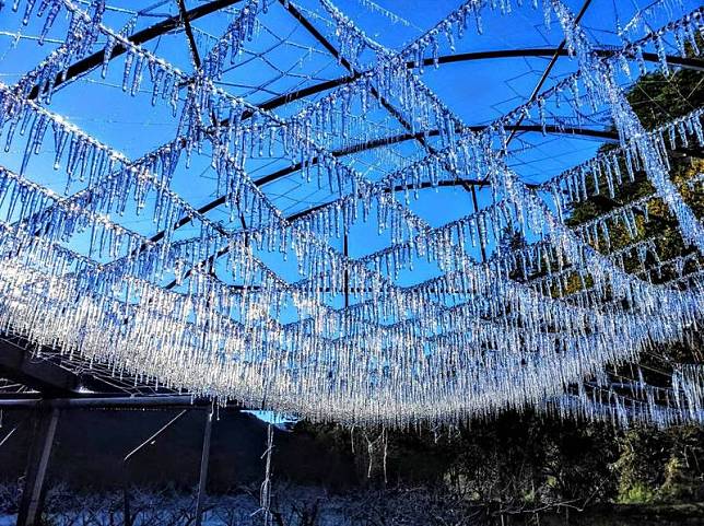 武陵農揚因低溫，澆灌系統結成網狀冰柱，宛如冰晶捕夢網。(武陵農場提供)
