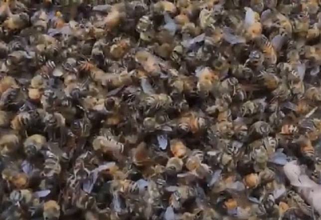 嘉義縣梅山鄉一處養蜂場發生500多萬隻蜜蜂不明原因集體死亡情事。