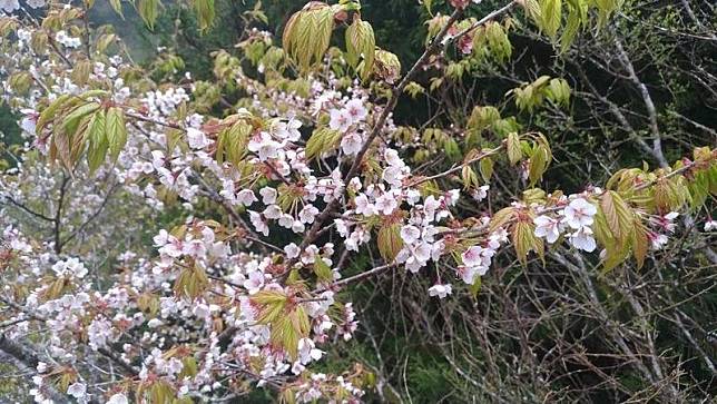 「太平山白櫻花」花語是除你以外，別無他愛，花期約在3月底至4月初。（林務局提供）