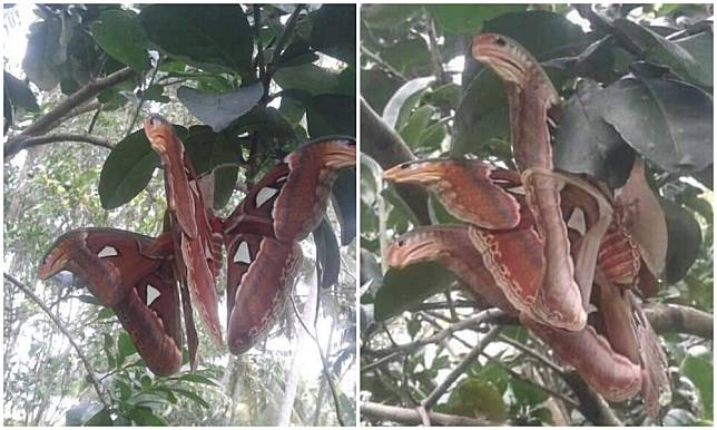 ▲網友拍攝疑似是三頭蛇的生物。(圖 / 翻攝自臉書「爆廢公社」)