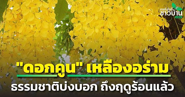 Webnewsต้นคูณ