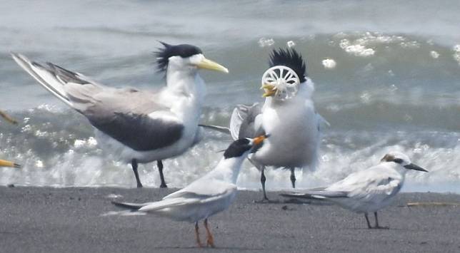 宜蘭縣蘭陽溪口沙洲，一隻鳳頭燕鷗嘴喙(右)被塑膠垃圾卡住，同伴也愛莫能助。(圖由拍鳥俱樂部李姓鳥友提供)