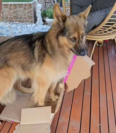 德國牧羊犬拆家功力一流。（圖／翻攝自臉書）
