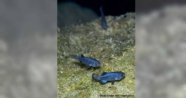 「沙漠魚」遭醉漢嘔吐襲擊　大量魚卵慘死只剩38隻