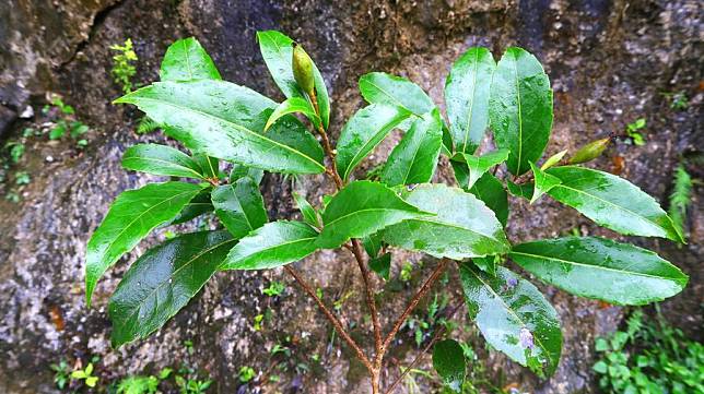 This file photo taken on May 4, 2024 shows a fruit-bearing twig of Carrierea leyensis, a new species of Salicaceae discovered in south China's Guangxi Zhuang Autonomous Region. (Xinhua)