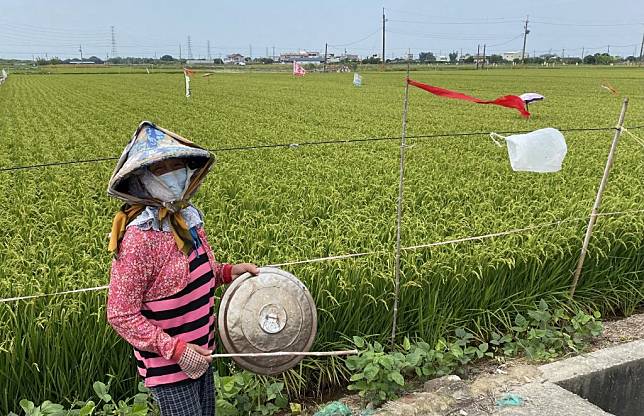 農民敲打鍋蓋發出聲響嚇走野鳥。(記者盧萍珊攝)