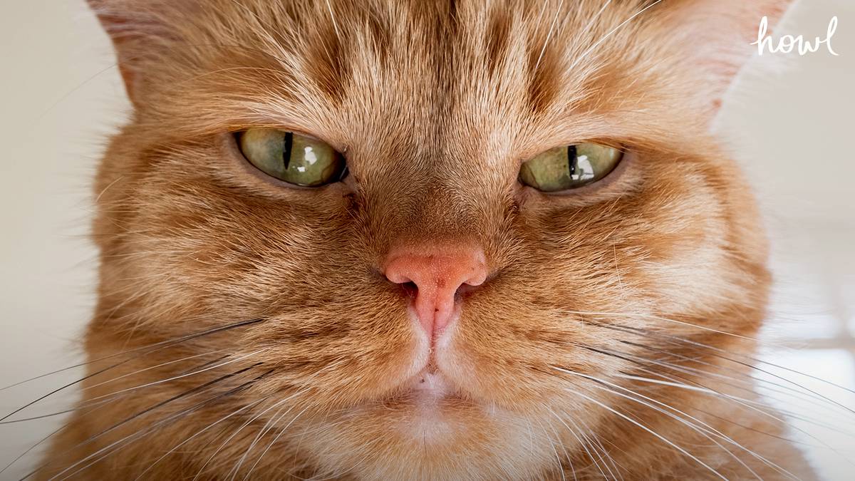 งานวิจัยชี้ มนุษย์ประมาณหนึ่งในสาม ฟังเสียงร้องแล้วไม่รู้ว่าแมวอารมณ์ ...