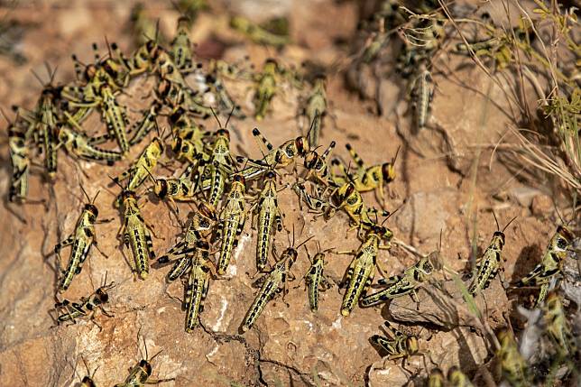 Young locusts in Somalia, where the fungus will be used to try to kill them. Photo: AP