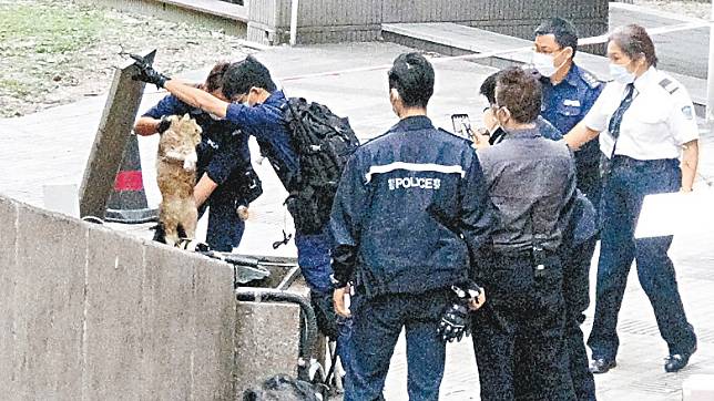 豪景花園曾發生駭人虐待動物案，當時有30隻動物被發現從高處墮下。