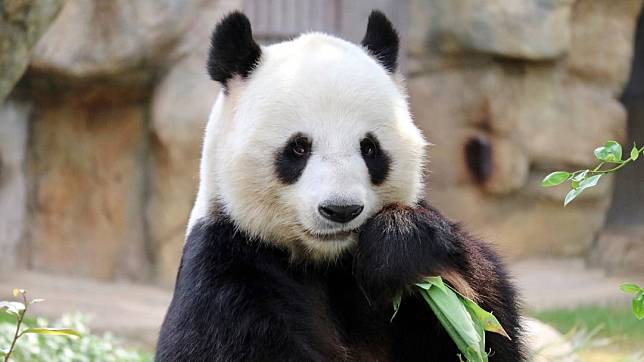 「樂樂」是海洋公園目前飼養的兩隻大熊貓之一　資料圖片