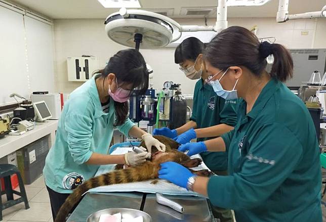 受傷的浣熊經送往醫療室緊急處置，經獸醫檢查已無生命跡象，致命傷在腹部，有嚴重撕裂傷及穿刺傷。（圖／高雄市觀光局提供）