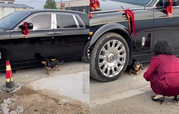 狗狗待在禮車下方，遲遲不肯離開。（圖片來源／翻攝自微博）