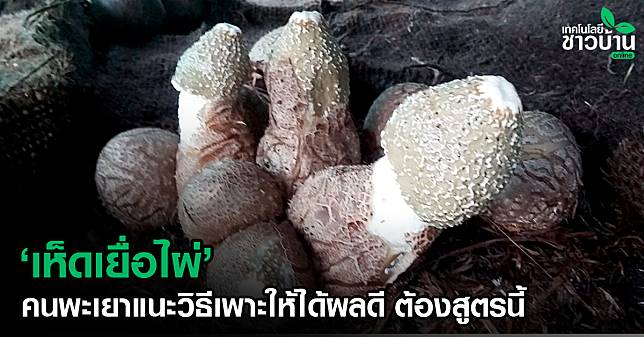 เห็ดเยื่อไผ่